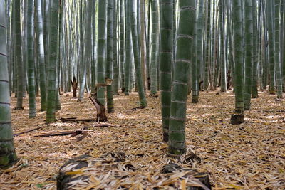 Bamboo trees in forest