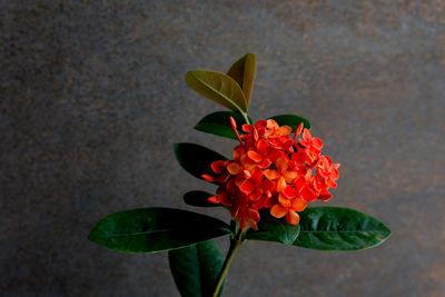 Close-up of flowering plant