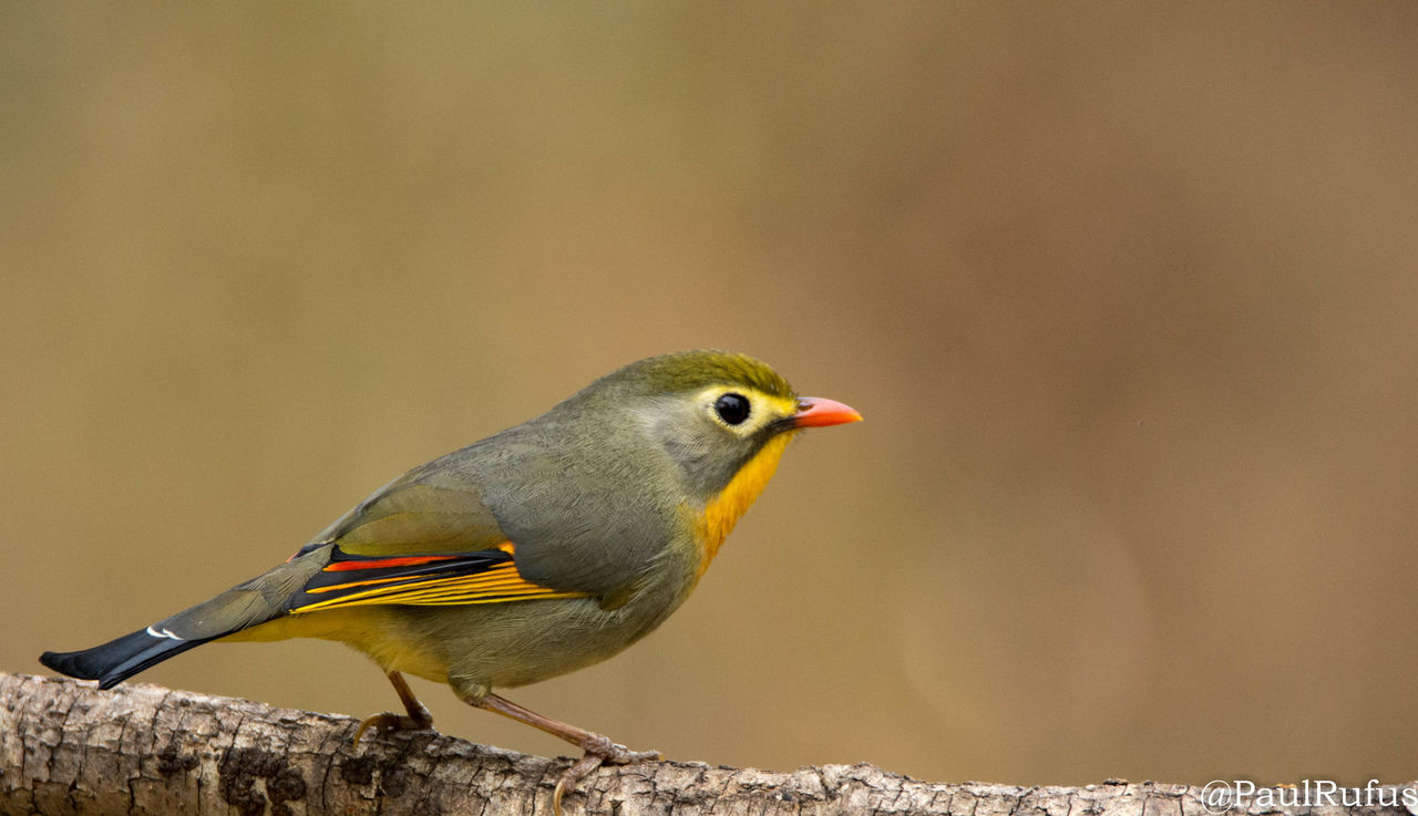 CLOSE-UP OF A BIRD