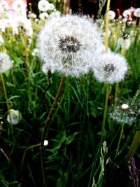 Close-up of white dandelion blooming outdoors