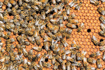 Close-up of honey bees