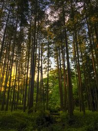 Low angle view of bamboo trees in forest