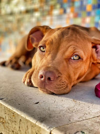 Close-up portrait of a dog