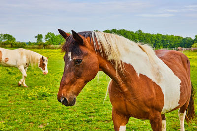 Horse standing on field