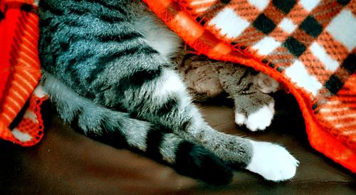 Cat looking away