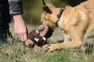 Midsection of person with dog on grass