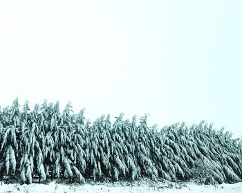 Low angle view of agricultural field against clear sky