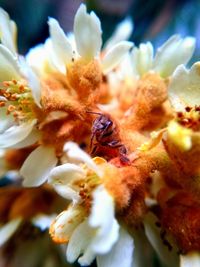 Close-up of flowers