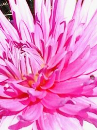 Full frame shot of pink flower