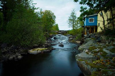 River amidst trees in forest