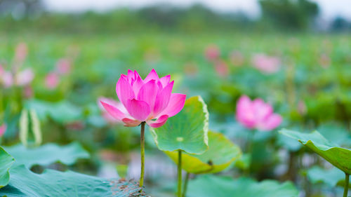 Close-up of pink lotus water lily