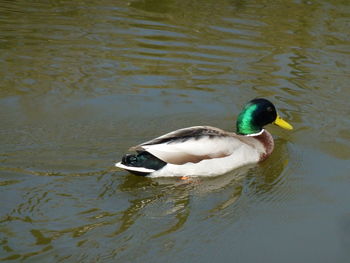 Duck swimming on lake