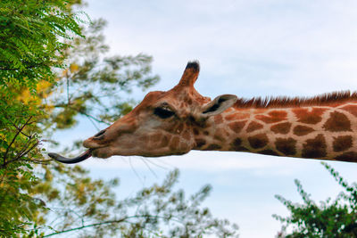 Giraffe tongue reaching towards tree against sky