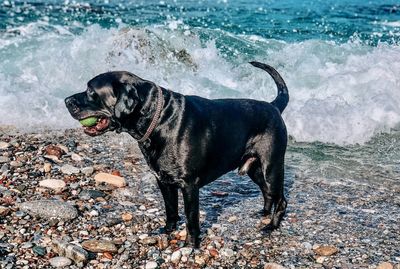 Dog on beach