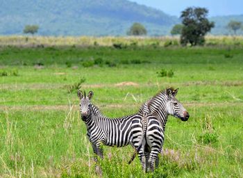 Zebra in a field