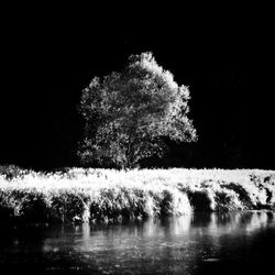 Reflection of trees in lake
