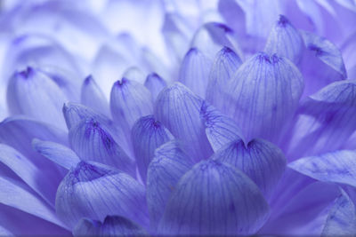 Full frame shot of flowers