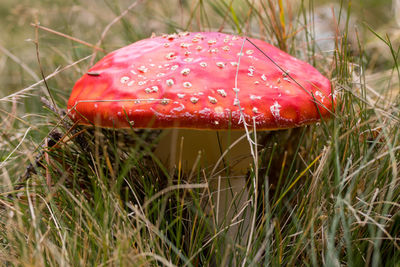 Close-up of fly agaric mushroom on field