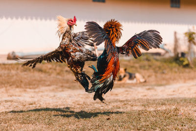 Roosters fighting on grass