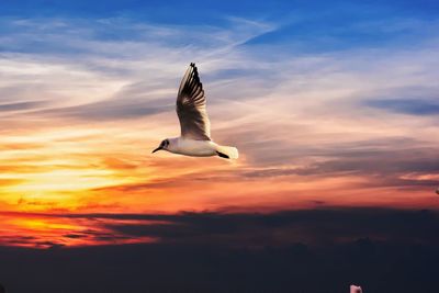 Seagull flying against sky during sunset