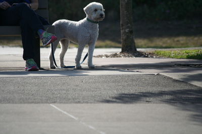 Dog looking away on road