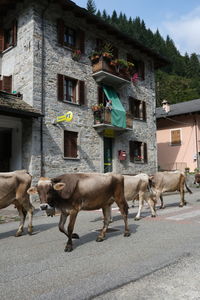 Horses in a street