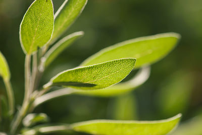 Close-up of green leaves