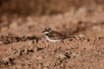 Little ringed plover close up