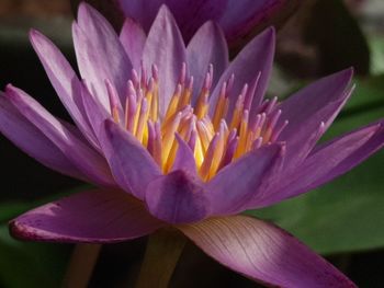 Close-up of pink water lily