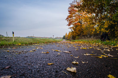 View of autumn leaves on road