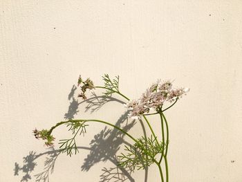 White flowering plant against wall