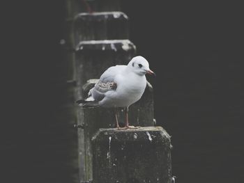 Close-up of seagull perching on water