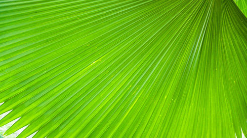 Full frame shot of palm tree leaves