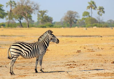 Zebra in a field