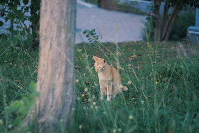 Cat in a field