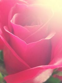 Close-up of pink rose