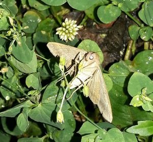 High angle view of butterfly perching on plant