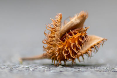 Close-up of dry plant against white background