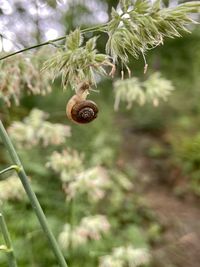 Close-up of flowering plant on tree