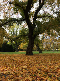 Trees in park during autumn