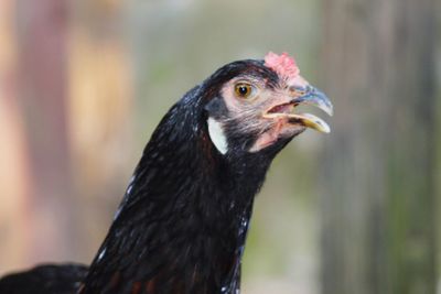 Close-up of a bird looking away