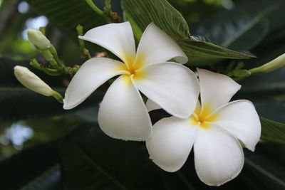 Close-up of white flowers