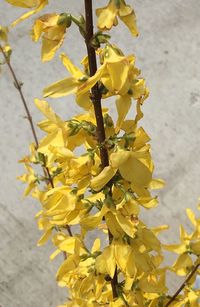 Close-up of yellow flower