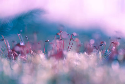 Close-up of pink flowering plants on field