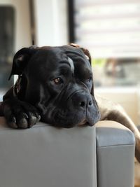 Close-up portrait of dog relaxing on sofa at home