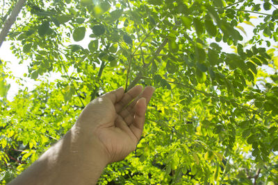 Cropped image of hand against plants