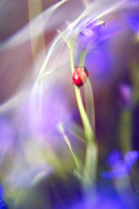 Close-up of purple flowering plant