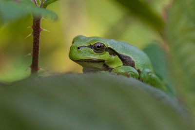 Close-up of frog