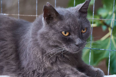 Close-up of black cat