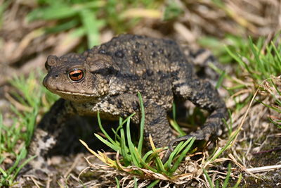 Close-up of a lizard on a field